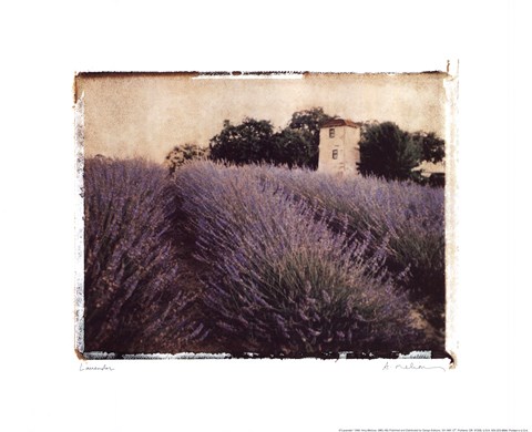 Framed Lavender Print