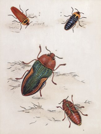 Framed Chelsea Beetles-1 of 3 Print