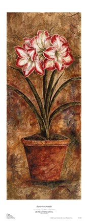 Framed Rainbow Amaryllis Print