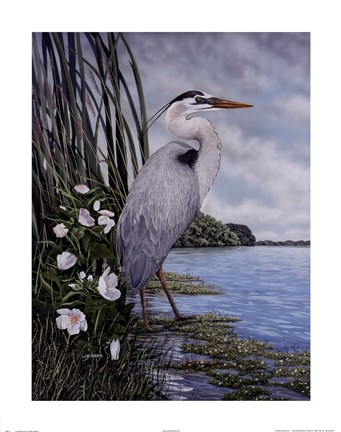 Framed Great Blue Heron Print