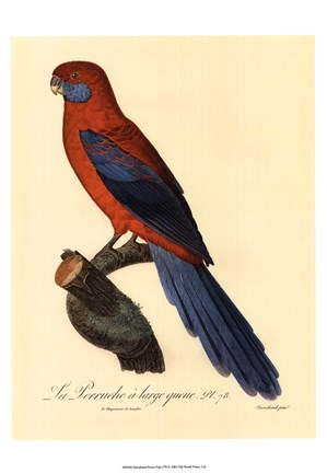 Framed Parrot, PL 78 Print