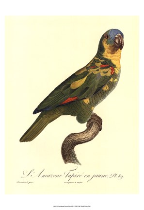 Framed Parrot, PL 89 Print