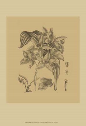 Framed Orchid on Khaki(WG) IV Print