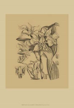 Framed Orchid on Khaki(WG) V Print