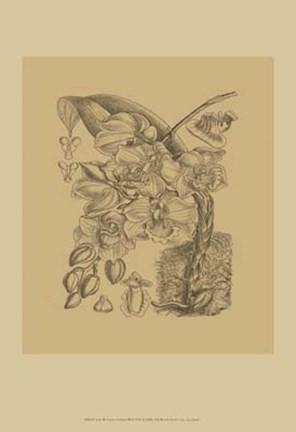Framed Orchid on Khaki(WG) VIII Print