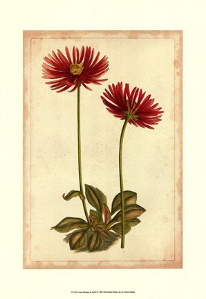 Framed Curtis Blooms in Red II Print