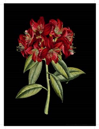 Framed Crimson Flowers on Black II Print