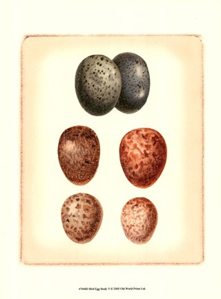 Framed Bird Egg Study V Print