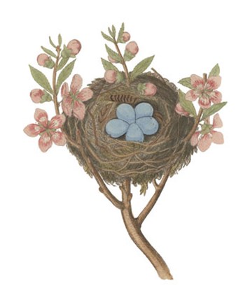 Framed Antique Bird&#39;s Nest I Print
