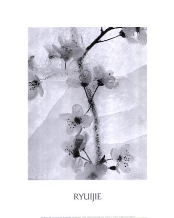 Framed Cherry Blossoms in Winter Print