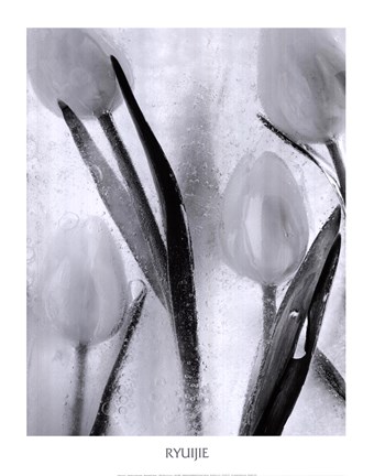 Framed Tulips on Ice Print