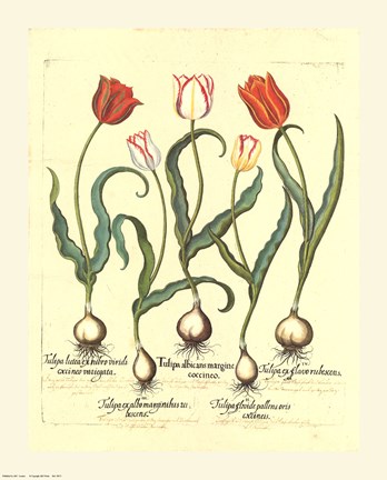 Framed Flower - Tulips Print