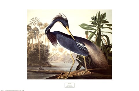 Framed Louisiana Heron Print