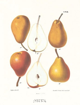 Framed Pears III Print
