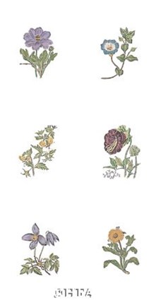 Framed Floral Set (Set of Six) Print