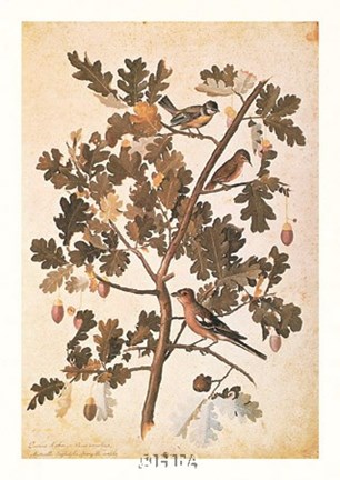 Framed Quercus Robur E Parus Coerculeis Print