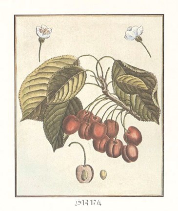Framed French Fruit Plate/Cherries Print