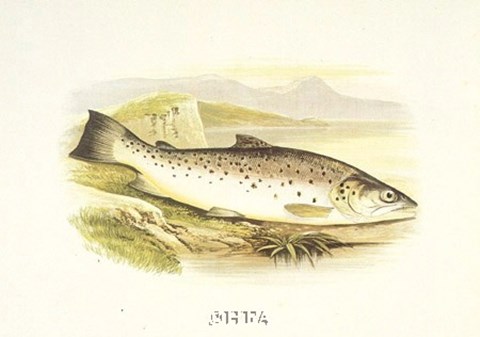 Framed Great Lake Trout Print