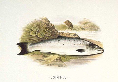Framed Grilse or Young Salmon Print