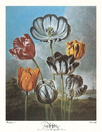 Framed Group of Tulips Print