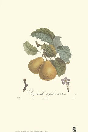 Framed Pears/Imperiale Print