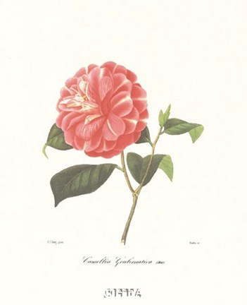 Framed Camellia Goubernativa Print