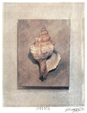 Framed Seashell Study III Print