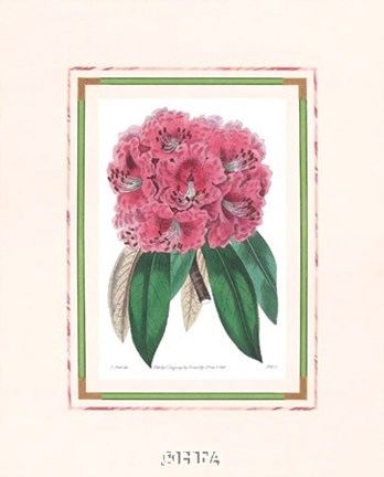 Framed Rhododendron No. 3 Print