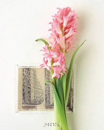 Framed Hyacinth, Euro-Floral Print