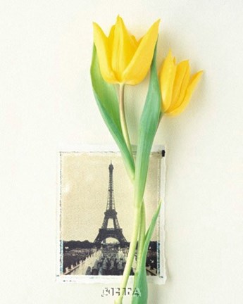 Framed Tulip, Euro-Floral Print