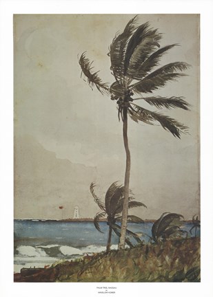 Framed Palm Tree, Nassau Print