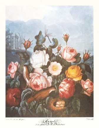 Framed Group of Roses Print