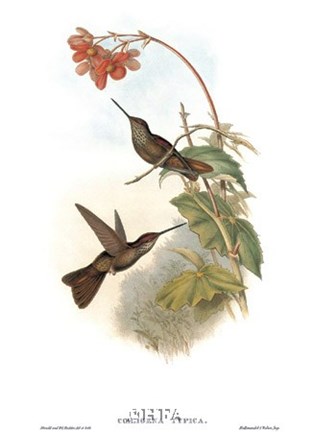 Framed Coeligena Typica/Hummingbirds Print