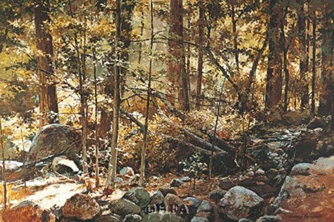 Framed Sunlit Forest (Yosemite) Print