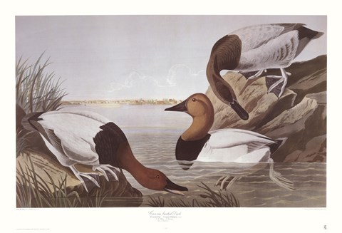 Framed Canvasback Duck Print