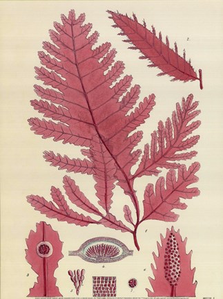 Framed Britich Seaweed Plate CCLIX Print