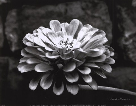 Framed Zinnia Print