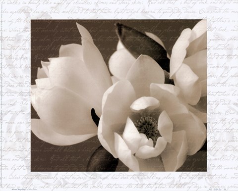 Framed Winter Magnolia I Print