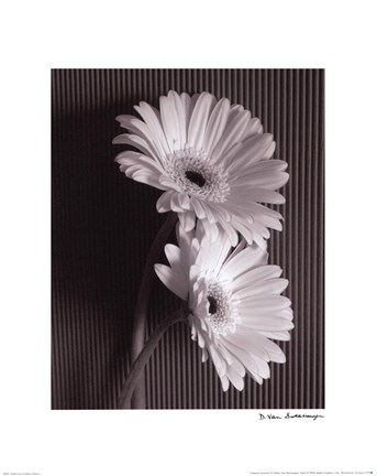 Framed Fresh Cut Gerbera Daisy I Print