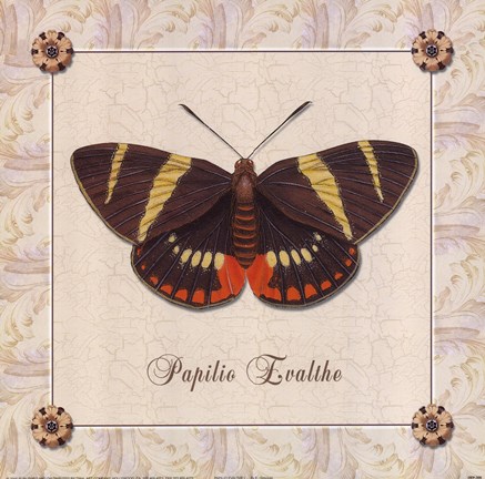 Framed Papilio Evalthe II Print