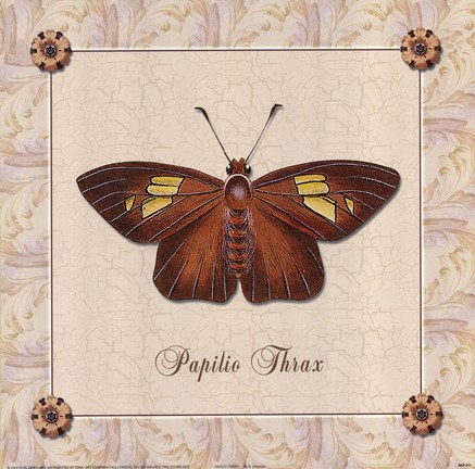 Framed Papilio Thrax Print