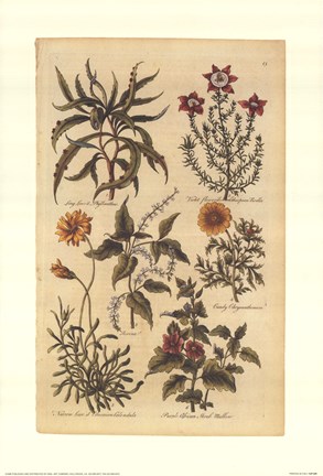 Framed Botanicals 2 Print