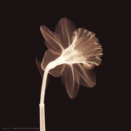 Framed Veiled Blossom (Sepia) Print