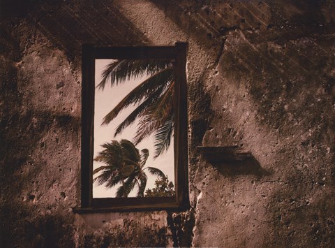 Framed Palm View II Print