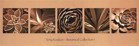Framed Botanical Collection I Print