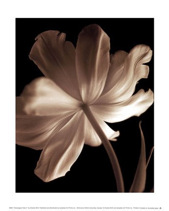 Framed Champagne Tulip II Print