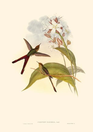 Framed Small Gould Hummingbird III Print
