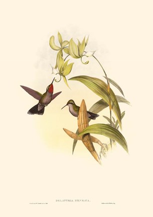 Framed Small Gould Hummingbird IV Print