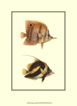 Framed Antique Tropical Fish II Print