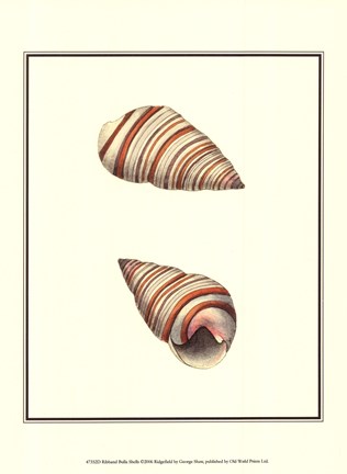 Framed Ribband Bulla Shells Print